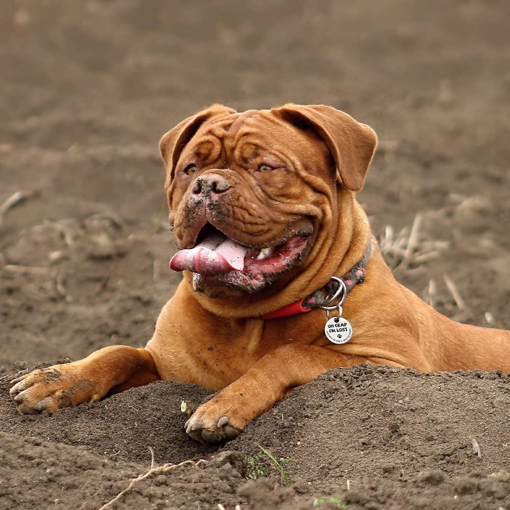 Stainless Steel QR Code Dog Tags - Scan QR for Instant Pet Location Alerts